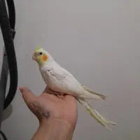 جوجه عروس هلندی