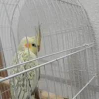 عروس هلندی زیبا رام ودستی