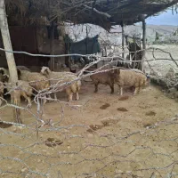 بره