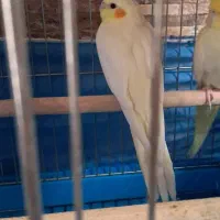 جوجه عروس هلندی|پرنده|فسا, |دیوار