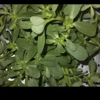 سبزی خرفه