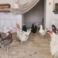 مرغ و جوجه|حیوانات مزرعه|خمینی‌شهر, |دیوار