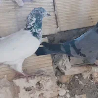 اشعل و...|پرنده|بندر ماهشهر, |دیوار