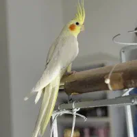 عروس هلندی های تربیت شده کاملا سالم