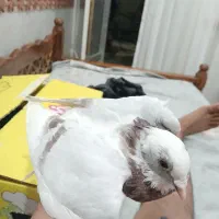 کبوتر پلاکی ذات دار|پرنده|بافق, |دیوار