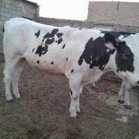 طلیسه آبستن