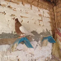 کبوتر کله ای|پرنده|دزفول, |دیوار