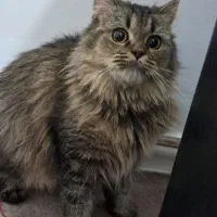 گربه ماده بیریتیش پرشین|گربه|محمدشهر, زیبادشت|دیوار