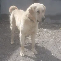 واگذاری ماده عراقی