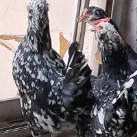 تخم مرغ گلیم|حیوانات مزرعه|تهران, سنگلج (شاپور)|دیوار