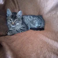 دنبال سرپرست