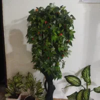 درختچه گیلاس