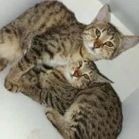 گربه|گربه|داراب, |دیوار