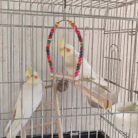 عروس هلندی|پرنده|ری, علایین|دیوار