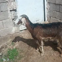 بز ابستن|حیوانات مزرعه|داراب, |دیوار