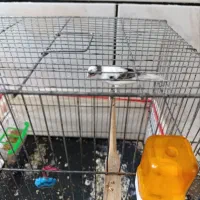 قناری نر سیاه سفید رنگ