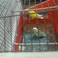 طوطی برزیلی