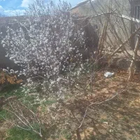 فروش-خانه-روستایی