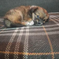 اشتیپز پامر بامزه و شیطون|سگ|شیراز, بهارستان|دیوار