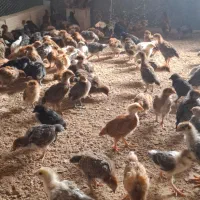 جوجه خروس محلی یک ماهه واکسن خورده