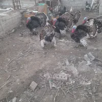 بوقلمون|حیوانات مزرعه|محمدیار, |دیوار