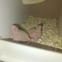 عروس مولد لوتینو با جوجه|پرنده|آران و بیدگل, |دیوار