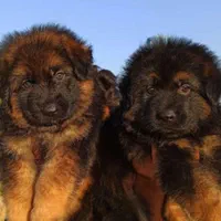 توله ژرمن شولاین نرو ماده