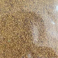 بذر یونجه و خشه با چک 6 ماهه