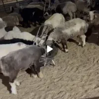 بره نر و ماده درجه یک|حیوانات مزرعه|زارچ, |دیوار