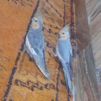 پرنده عروس هلندی|پرنده|اهواز, دغاغله|دیوار