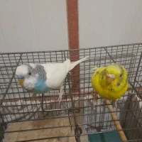 مرغ عشق دستی فوری