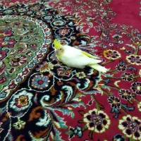 سلام جوجه عروس نژاد 6تخمه برای دستی کردن|پرنده|قم, شهرک امام حسین|دیوار