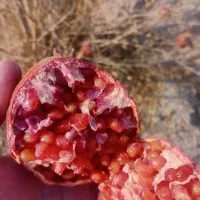 قلمه نهال انار|گل و گیاه طبیعی|شاهینشهر, مورچه خورت|دیوار