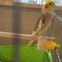 دو عروس هلندی ماده بالغ|پرنده|ری, فیروزآبادی|دیوار