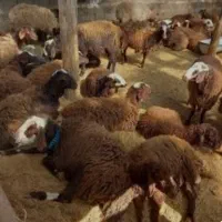 کوسفند.بره.نذری.عقیقه.چک صیادی