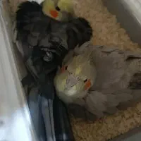 جفت عروس هلندی|پرنده|سوسنگرد, |دیوار