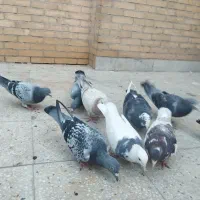 11 عددکبوتر زاجر