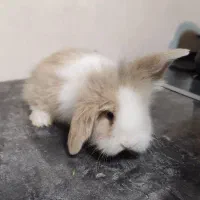 خرگوشای مینی لوپ قشنگترین رنگهاش