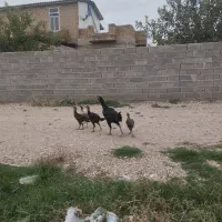 مرغ جوجه لاری|حیوانات مزرعه|تاتار علیا, |دیوار