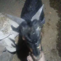 میش گلونی وکهره نرتخمی