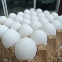 تخم مرغ روز|خوردنی و آشامیدنی|مشهد, تربیت (صدف)|دیوار