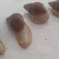 حلزون|خزنده|کرج, عظیمیه|دیوار