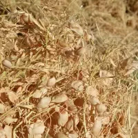 عدس دیم