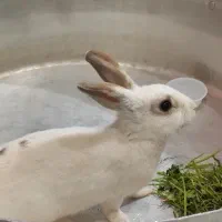 فروش خرگوش خانگی سفید کم‌یاب قیمت مناسب|موش و خرگوش|یزد, |دیوار