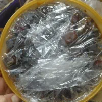 خرما زاهدی.خرما کبکاب|خوردنی و آشامیدنی|پاکدشت, پاکدشت (مامازند)|دیوار