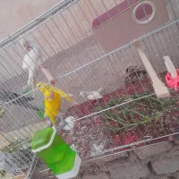 پرنده|پرنده|خوسف, |دیوار