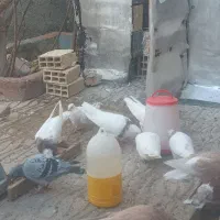 انواع کبوتر  طوقی|پرنده|کامیاران, |دیوار