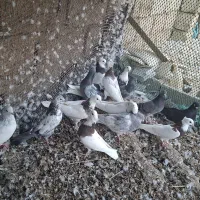 کبوتر|پرنده|هندیجان, |دیوار