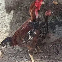 مرغ و خروس لاری