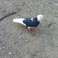 کبوتر پرش سنگین دهنجور